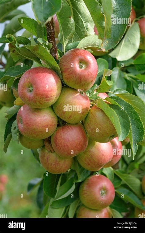 Apple Tree Malus Domestica Lancelot Malus Domestica Lancelot