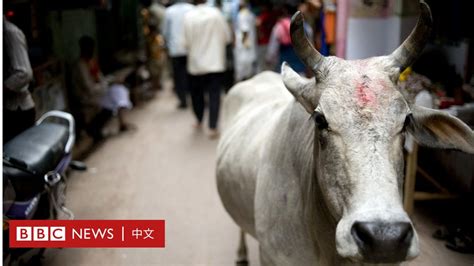 印度关键的北方邦选举：“牛患杀人”现象背后的政治和文化 Bbc News 中文