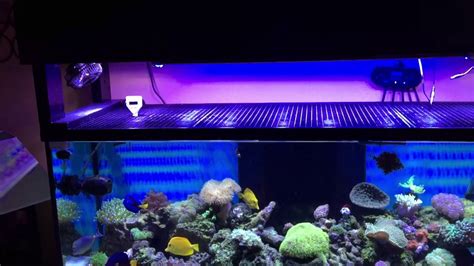 100 Gallon Salt Water Tank YouTube