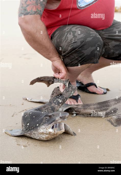 Leopard shark teeth hi-res stock photography and images - Alamy