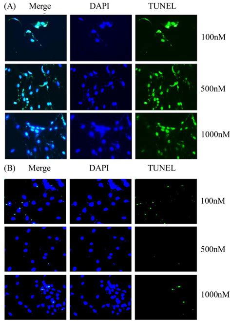 The Representative Illustration Of DAPI TUNEL Staining Of The BMSCs