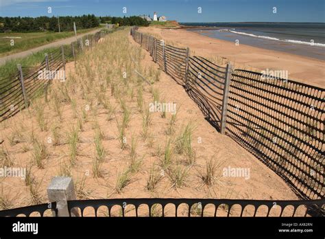Dune Regeneration