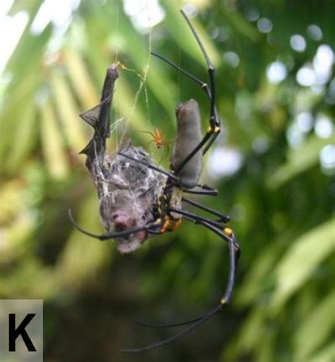 Bat-Eating Spiders: The Most Terrifying Thing You'll See Today | WIRED