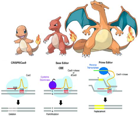News Prime Editing Crisprs Final Evolution Crispr Medicine