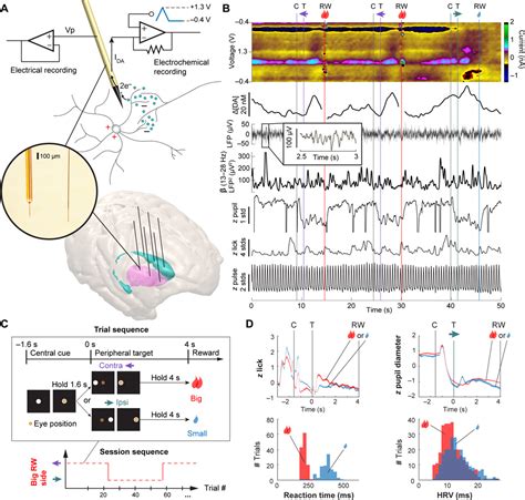 Dopamine And Beta Band Oscillations Differentially Link To Striatal