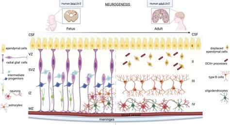 Gliogenesis In Human Fetal And Adult Brain The Progression From