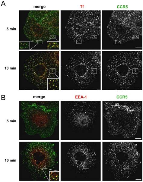 Internalized Ccr5 Follows The Clathrin Mediated Endocytic Pathway