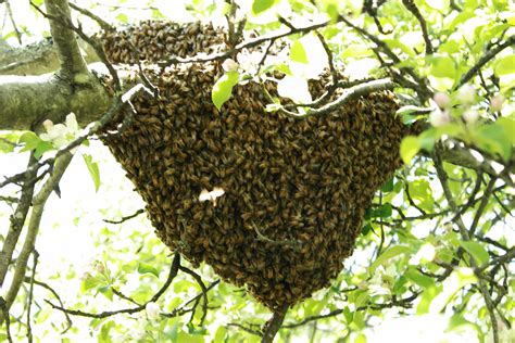 Swarming Verb Honeybees Natural Propagation Method To Form New Bee