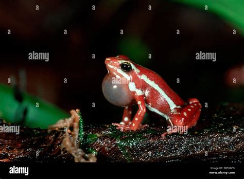 Poison Arrow Frog Calling Epipedobates Tricolor Dendrobates