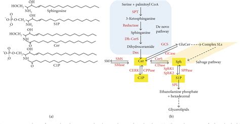 Figure 1 From The Role Of Sphingosine 1 Phosphate And Ceramide 1