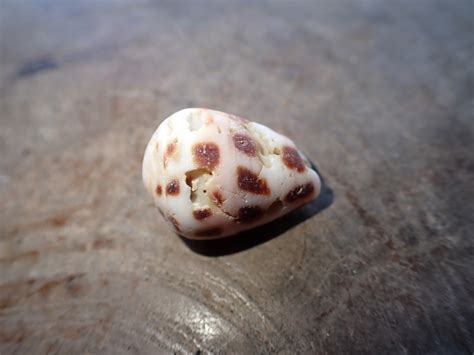 Black And White Cone Snail From Tulamben Kubu Karangasem Regency