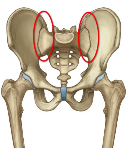 Pelvis And Perineum Flashcards Quizlet