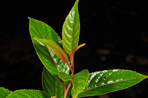 Perrottetia Philippinensis Celastraceae Image At Phytoimages