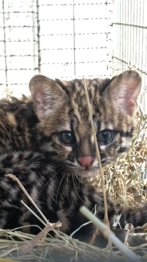 Mata Ciliar de Jundiaí recebe filhote de gato do mato pequeno resgatado