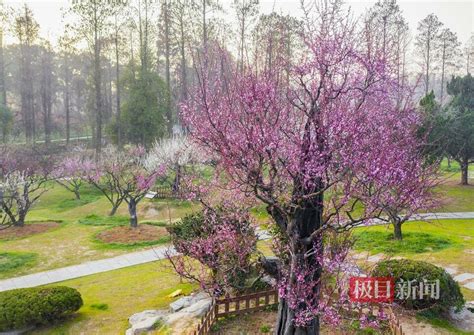 武汉东湖梅园800年梅祖宗激情绽放 国际在线