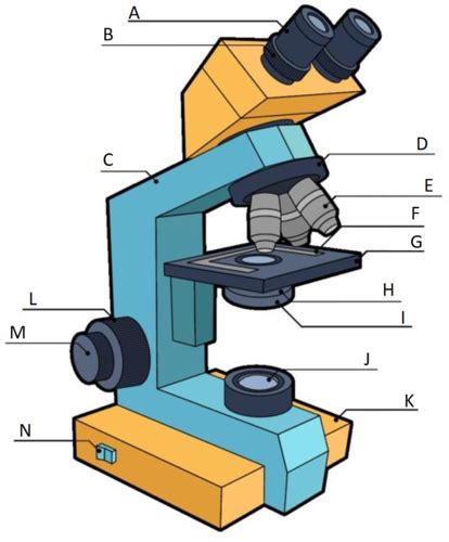 Module Introduction To Parasitology And Microscopy Flashcards Quizlet