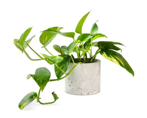 English Ivy Vs Pothos Comparing Common Houseplants Foliage Friend