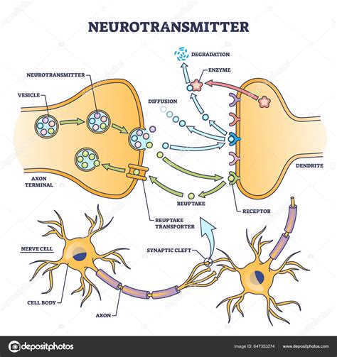 Proceso Del Neurotransmisor Explicación Anatómica Detallada Esquema Diagrama Esquema Educativo