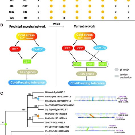 The Duplication Pattern Of Key Genes In Cold Responsive Pathway After