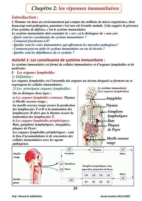 Solution Cours Le Systeme Immunitaire Eme Annee College Studypool