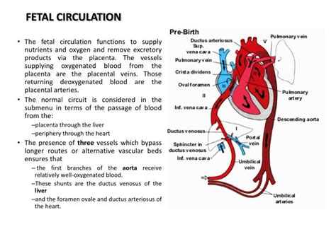 10+ Fetal Circulation Flow Chart Ppt | Robhosking Diagram