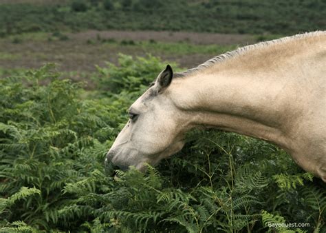 Why Do Horses Nod Their Heads 16 Most Common Reasons