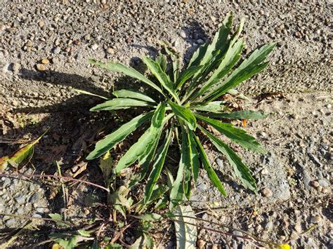 canadese fijnstraal een fijne plant stadsplanten urbane flora van
