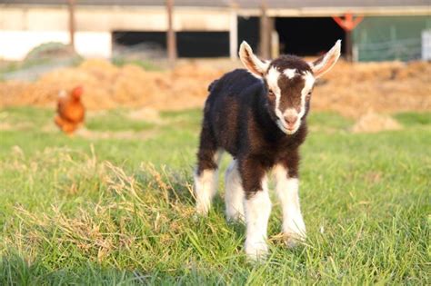 Bottle Feeding Goats: 10 Important Points You Need to Consider