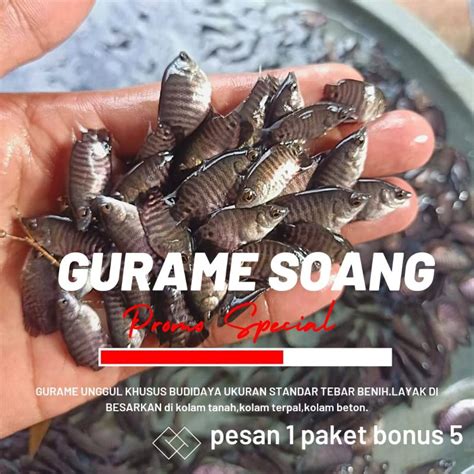 Jual Benih Unggul Gurame Soang Paket Isi 50 Bibit Gurame Soang Ngeramo