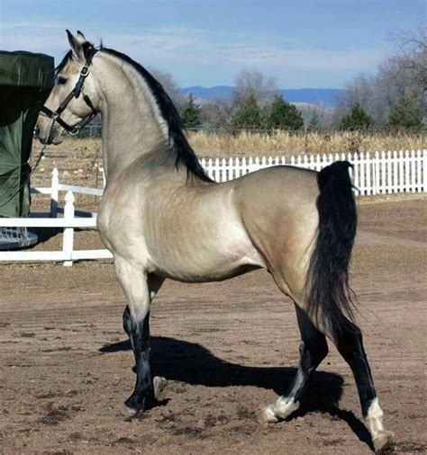 American saddlebred – Artofit