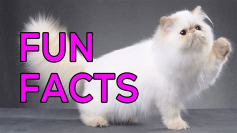 Fun Facts About Persian Cats Youtube