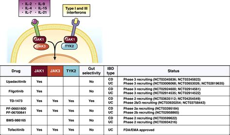 Upadacitinib For Crohns Disease And Ulcerative Colitis Treatment