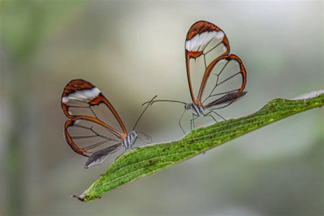 Glass Winged Butterfly Pictures Stock Photos, Pictures & Royalty-Free Images - iStock