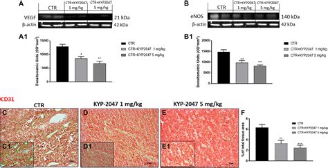 Beneficial Effect Of Kyp 2047 On Oral Squamous Cell Carcinoma Oncotarget