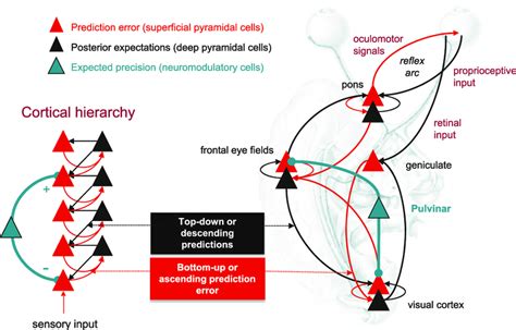 This Figure Summarizes Hierarchical Message Passing In Predictive Download Scientific Diagram