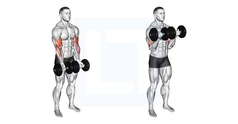 Resistance Band Hammer Curl - Guide, Benefits, and Form