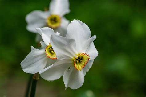 3 Standout Types of Poeticus Daffodils - A-Z Animals