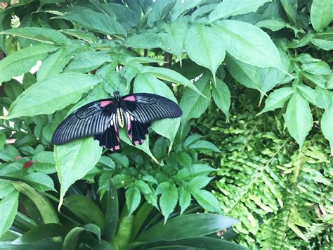 Experience 970 Acres Of Beautiful Plant And Flower Gardens At Powell