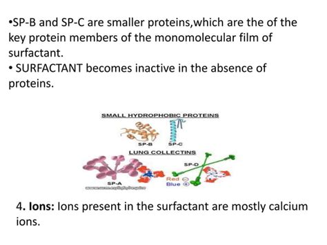 Surfactant (Physiology)