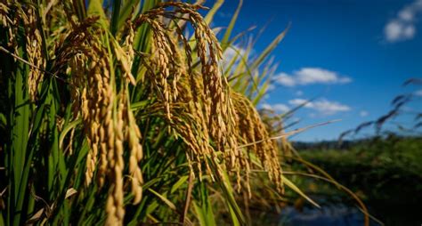 Brasil Agricultura Campo Futuro Levanta Custos De Produ O Em Tr S