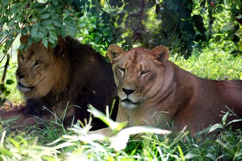 Фото Гол Лев – Telegraph