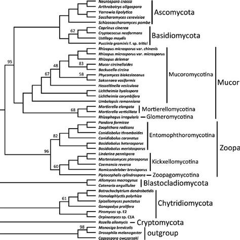 ASTRAL consensus cladogram of Kingdom Fungi based on analyses of... | Download Scientific Diagram