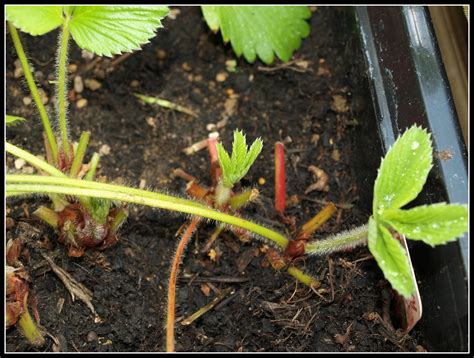 Mark S Veg Plot Propagating Strawberries