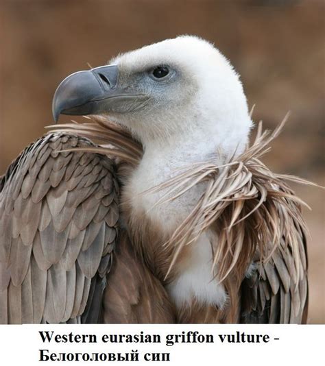 Белоголо́вый сип(лат. Gyps fulvus)—крупная хищная птица сем.ястребиных ...