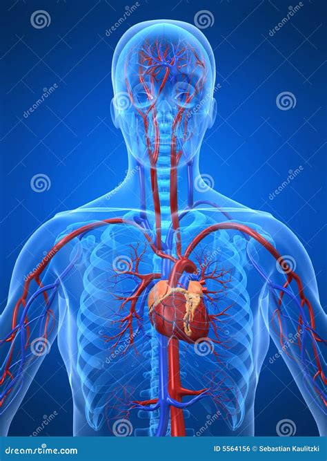 Cardiovascular System Stock Illustration Illustration Of Arterial