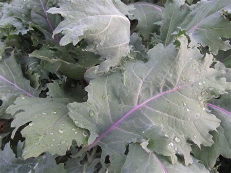 Organic Red Russian Kale