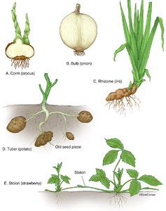 Botany Life Science Biomedical Carlson Stock Art