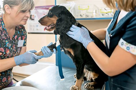 The medicine, pet care and people concept – dog and veterinarian doctor at vet clinic ...