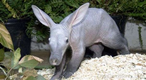 Aardvark With Baby - DesiComments.com