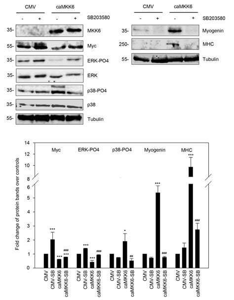 Anti‑oncogenic And Pro‑myogenic Action Of The Mkk6p38akt Axis Induced By Targeting Mekerk In